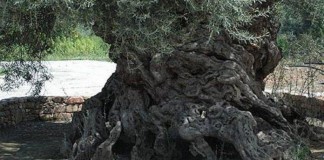 ελαιόδεντρα, Κρήτη,