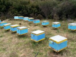 Μελισσοκομικό πάρκο