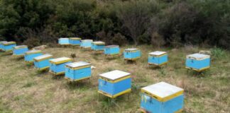 Μελισσοκομικό πάρκο
